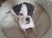 9 weeks old frenchy girl