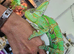 2 Adult Yemen Chameleons