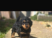 1 male Daxipoo left