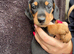 Beautiful dachshund puppies