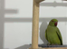 Young Talking Green Ringneck Available - 5 to 6 Months Old