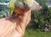Hand reared super tame Quaker monk parrot
