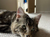 Two young male cats