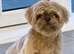 Beautiful lavender imperial shihtzu