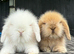 Stunning Mini Lion Lop Boys