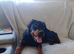 Rottweiler girl