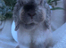 Mini lop doe