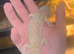 Leopard gecko