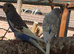 Budgies