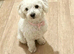 Maltipoo female
