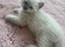 Stunning champion lines Lynx Boys Available Now.