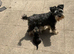Miniature schnauzer  white Girl Puppy