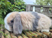 Mini lop doe ready now