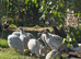 Guinea fowl keets looking for new homes