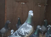 Young birds for sale