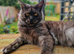 Tica registered black smoke male mainecoon