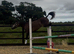 Chocolate Dun 14hh Mare & Foal