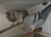 Two racing hen