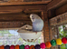 Pet Budgies