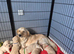 Goldador puppies