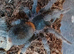 Homoeomma chilensis - Chile Flame Tarantula