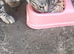 Beautiful bengal girl needs a home asap