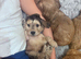 Cockapoo puppies