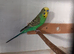 breeding age cock budgies