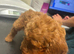 Ready to leave Red F1cavapoos
