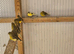 Young canaries available.