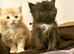 beautiful polydactyl half mainecoon kittens