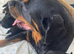German/Serbian rottweiler puppies