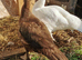 Young female pure breed full chocolate female / ducklings