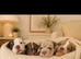 ️Beautiful olde English bulldogs️