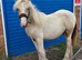 Filly to make 13.2