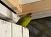 Very beautiful young kakariki for sale
