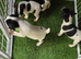 Parson Russells terriers