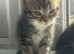Kitten