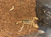 4 Scorpions Available
