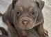 Old English bulldogs