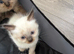 Pretty ragdoll kittens