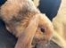Beautiful mini lop bunnies