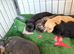 Beautiful Rainbow of Chihuahuas