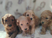 Miniature cockapoo puppies