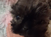Beautiful shih tzu puppies