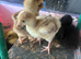 Bourbon Red Turkey poults hatched 29/5/26