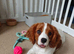 15 week KC Cavalier fully vaccinated