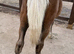 Gorgeous silver dapple with flaxen mane & tail filly