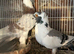 King Pigeons for Sale in Harlow