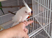Beautiful silly tame girl cockatiels